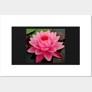 vibrant pink water lily on still water Posters and Art